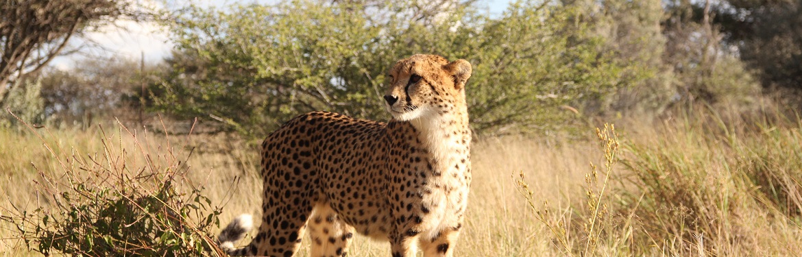 Conservação da Vida Selvagem na Namíbia